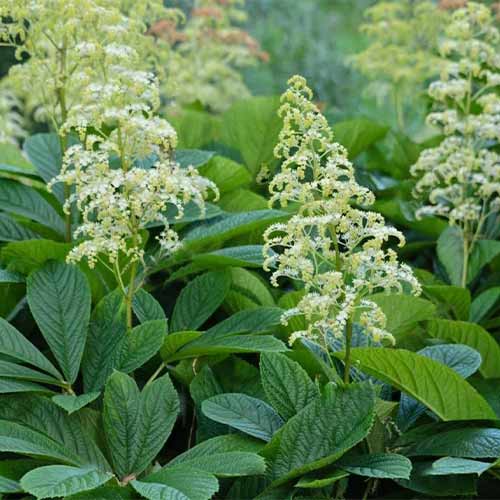 1 buc, Rodgersia White - Răsaduri: Mod de ambalare: 1 buc