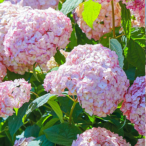 1 buc, Hortensia arborescens Candybelle Bubblegum - Răsaduri: Mod de ambalare: 1 buc