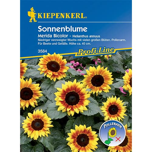 1 pac, Floarea soarelui decorativă Merida Bicolor - Semințe: Mod de ambalare: 1 pac
