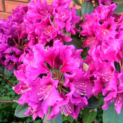 1 szt, Rhododendron (Różanecznik) Ametist - Sadzonki: Ilość w opakowaniu: 1 szt.