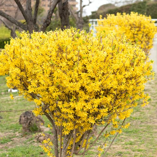 Lynwood Gold Forsythia, P9 - Plântulas: Ilość w opakowaniu: 1 plant