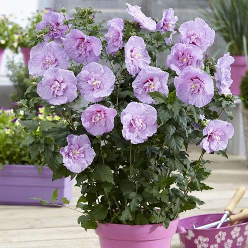 1 szt, Hibiskus (Ketmia syryjska) Lavender Chiffon - Sadzonki: Ilość w opakowaniu: 1 sadz