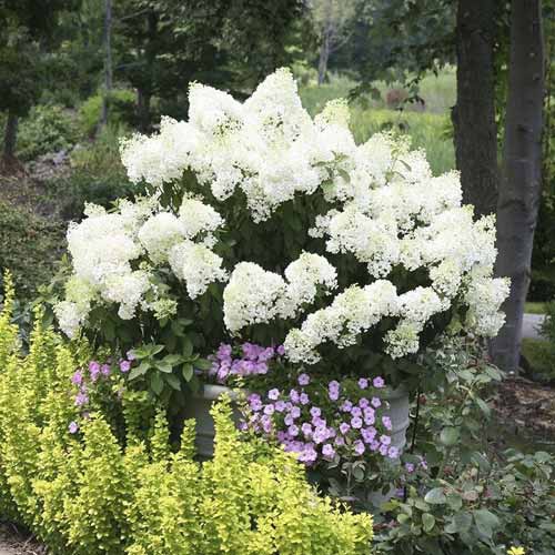 1 buc, Hortensia paniculată Bobo PBR, C3 - Puieți: Mod de ambalare: 1 buc