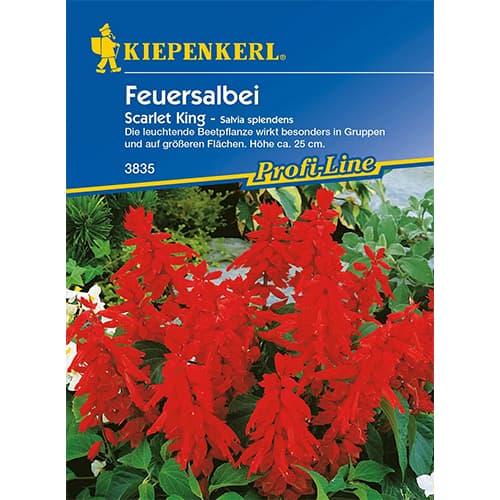 1 szt, Feuersalbei Scarlet King - Samen: Ilość w opakowaniu: 1 Stück