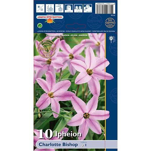 10 szt., Ifejon (Ipheion) Charlotte Bishop - Cebule: Ilość w opakowaniu: 10 szt.