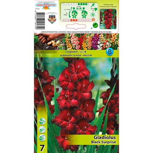 7 buc, Gladiole Black Surprise - Bulbi: Mod de ambalare: 7 buc