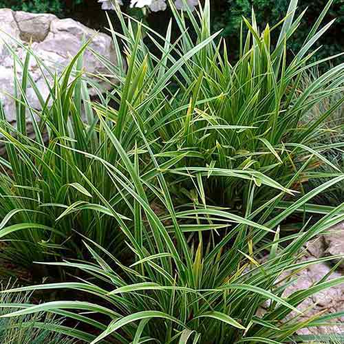 1 buc, Iarbă bicoloră (Carex) Variegata - Răsaduri: Mod de ambalare: 1 buc