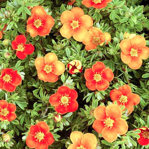 1 buc, Potentilla Sunset - Puieți: Mod de ambalare: 1 buc