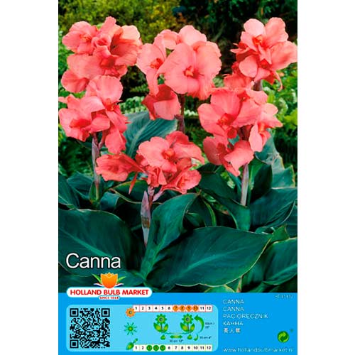 1 szt, Canna Pink - Stauden: Ilość w opakowaniu: 1 Stück