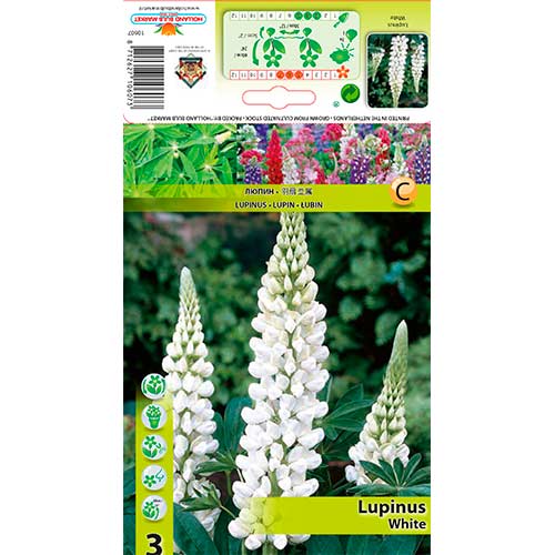 3 Stück, Lupine White - Stauden: Ilość w opakowaniu: 3 Stück