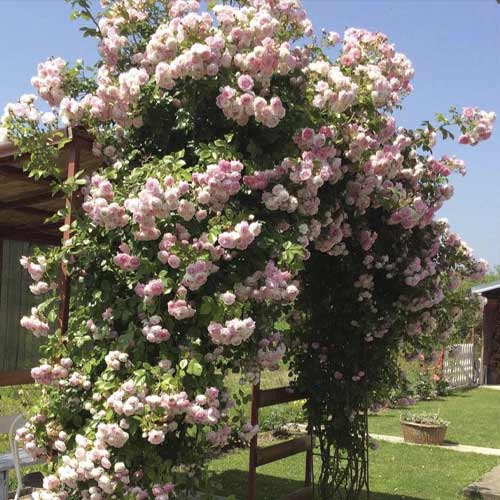 Rosa trepadeira Jasmina , С5 - Plântulas: Ilość w opakowaniu: 1 plant