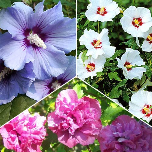3 sadz, Super Oferta! Zestaw krzewów ozdobnych "Hibiskusy Kwiaty Lata", 3 sadzonki - : Ilość w opakowaniu: 3 sadz