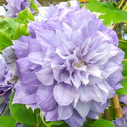 1 buc, Clematis Azure Ball - Răsaduri: Mod de ambalare: 1 buc