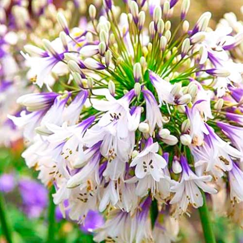 1 saz, Africká lilie (Agapanthus) Fireworks - : Monžstvo balíkov: 1 saz