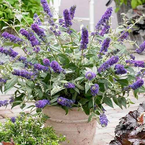 1 buc, Liliac de vară Blue Chip - Răsaduri: Mod de ambalare: 1 buc
