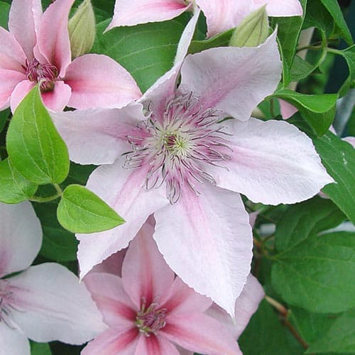 1 db, Iszalag (Clematis) Jan Pawel II - Palánták: Mod de ambalare: 1 db