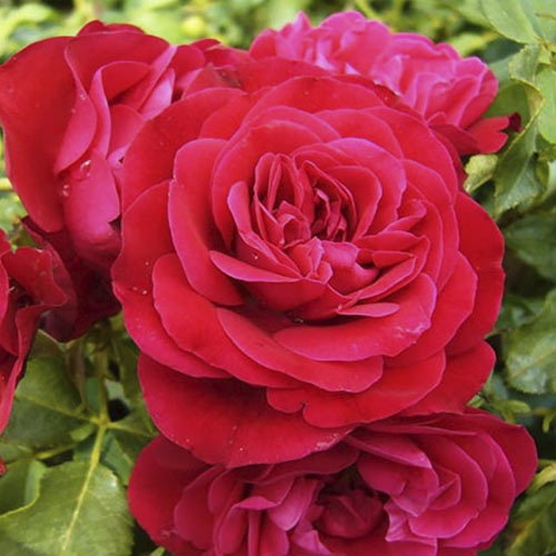 1 buc, Trandafir floribunda Red Meilove , С3 - Butași: Mod de ambalare: 1 buc