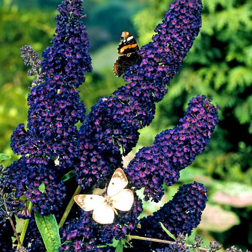 1 buc, Liliac de vară Black Knight - : Mod de ambalare: 1 buc