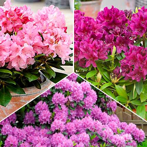 Hihetetlen ajánlat! Rododendron Trió, 3 fajtából álló készlet - Palánták: Mod de ambalare: 3 db