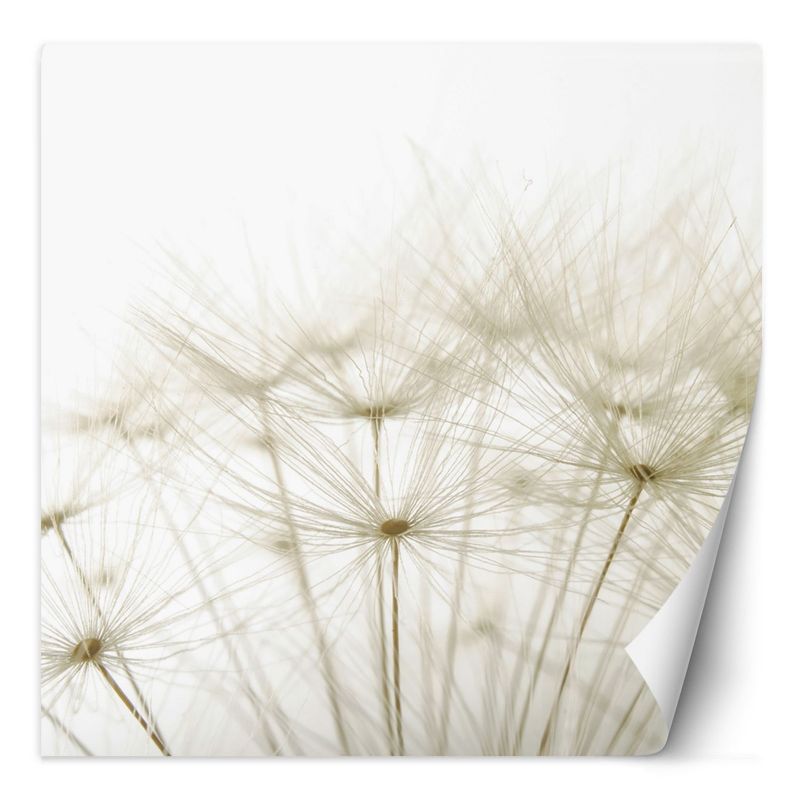 Fototapeta Feeby Dmuchawce w bieli 100x100 1 szt