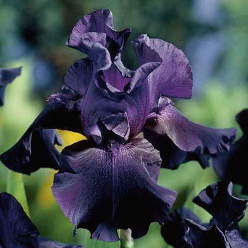 1 buc, Iris germanica (Stânjenel) Black - Bulbi: Mod de ambalare: 1 buc
