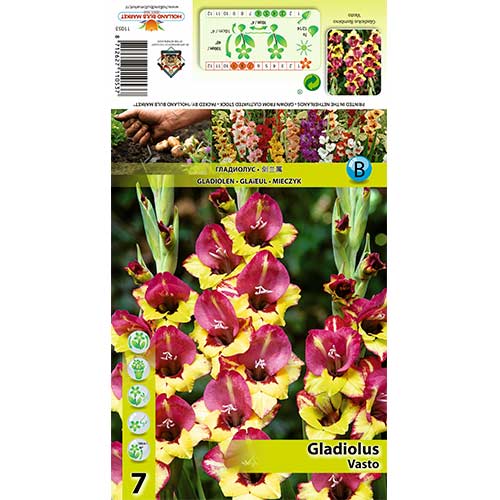 7 Stück, Großblumige Gladiole Vasto - Zwiebeln: Ilość w opakowaniu: 7 Stück