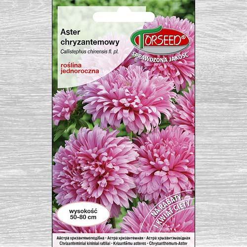 1 szt, Aster chryzantemowy wysoki różowy - Nasiona: Ilość w opakowaniu: 0.5 g