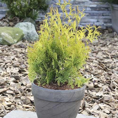 1 buc, Tuia (Thuja) Yellow Ribbon, C3 - Răsaduri: Mod de ambalare: 1 buc