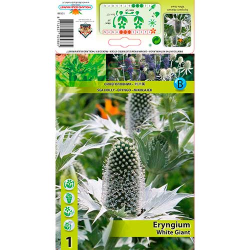 1 cib, Máčka alpská (Eryngium) White Giant - : Monžstvo balíkov: 1 cib
