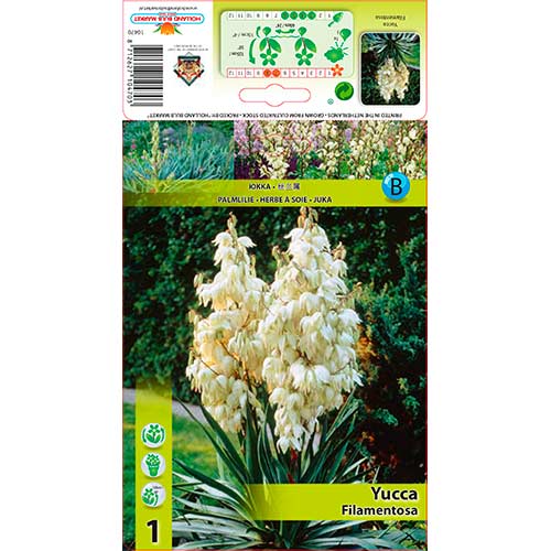 1 db, Yucca (Pálmaliliom) Filamentosa - Évelő: Mod de ambalare: 1 db