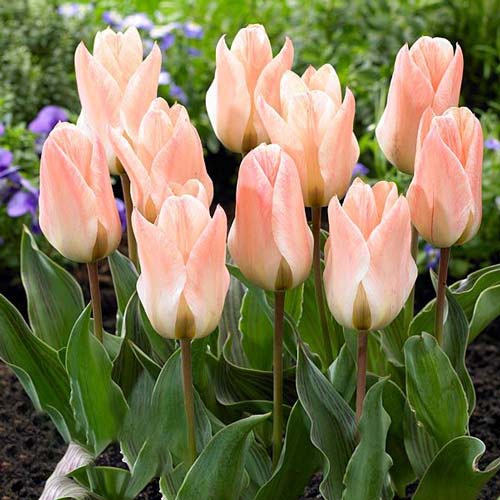 5 Stück, Tulpe Little Girl - Blumenzwiebeln: Ilość w opakowaniu: 5 Stück