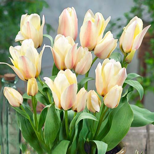 5 Stück, Tulpe Albion Star - Blumenzwiebeln: Ilość w opakowaniu: 5 Stück