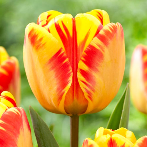 5 Stück, Tulpe Banja Luka - Blumenzwiebeln: Ilość w opakowaniu: 5 Stück