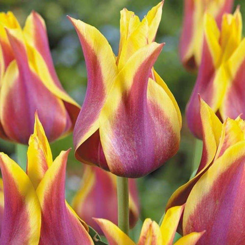 5 Stück, Tulpe Ballade Dream - Blumenzwiebeln: Ilość w opakowaniu: 5 Stück