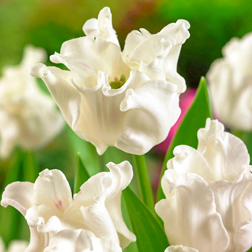 5 Stück, Tulpe White Liberstar - Blumenzwiebeln: Ilość w opakowaniu: 5 Stück
