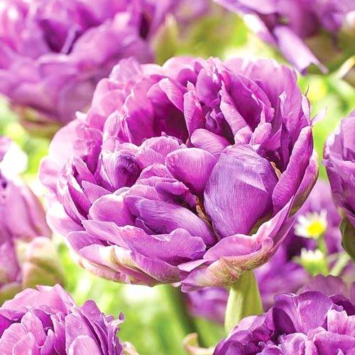 5 Stück, Tulpe Lilac Perfection - Blumenzwiebeln: Ilość w opakowaniu: 5 Stück