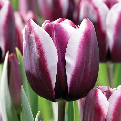 5 Stück, Tulpe Alexander Pushkin - Blumenzwiebeln: Ilość w opakowaniu: 5 Stück