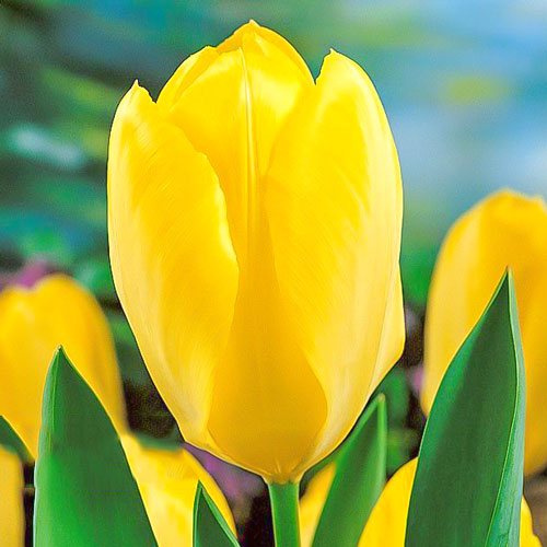 5 Stück, Tulpe Yellow Purissima - Blumenzwiebeln: Ilość w opakowaniu: 5 Stück