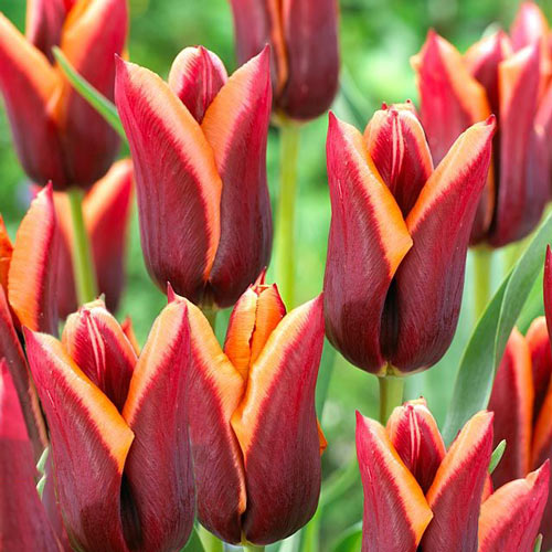 5 Stück, Tulpe Muvota - Blumenzwiebeln: Ilość w opakowaniu: 5 Stück