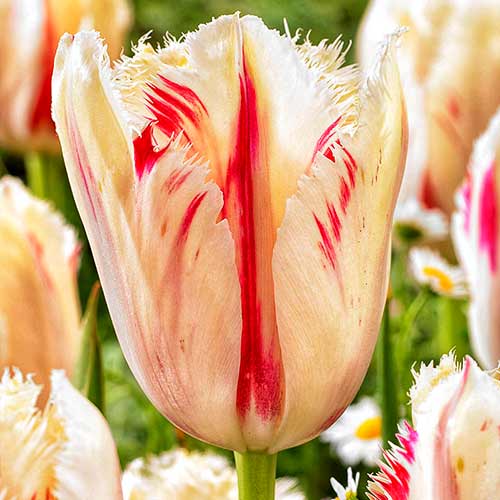 5 Stück, Tulpe Carrousel - Blumenzwiebeln: Ilość w opakowaniu: 5 Stück