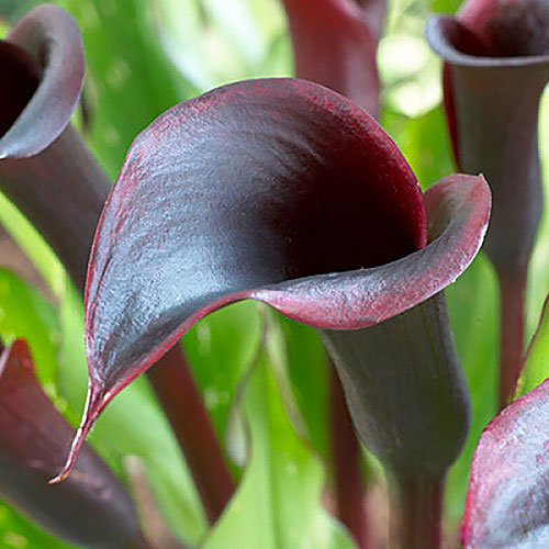 1 szt, Calla Black Star - Cebule: Ilość w opakowaniu: 1 bulwa