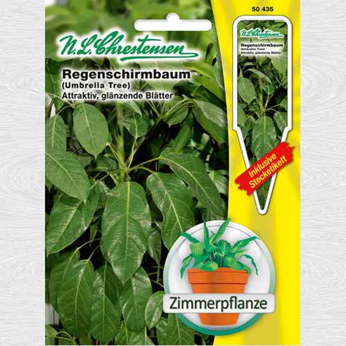 1 pac, Schefflera (Arborele umbrelă) - Semințe: Mod de ambalare: 1 pac