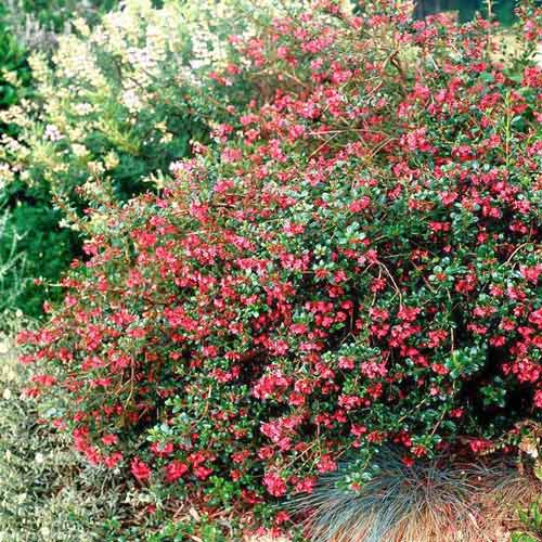 1 buc, Escallonia Red Dream - Răsaduri: Mod de ambalare: 1 buc