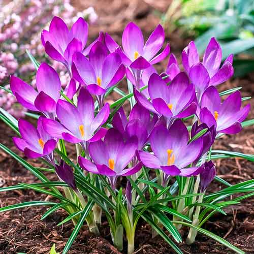 7 szt., Korzystny zakup! Krokus Ruby Giant - Cebule: Ilość w opakowaniu: 7 szt.