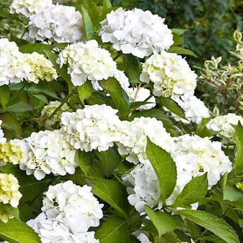 1 buc, Hortensia macrophylla Lanarth White - Răsaduri: Mod de ambalare: 1 buc