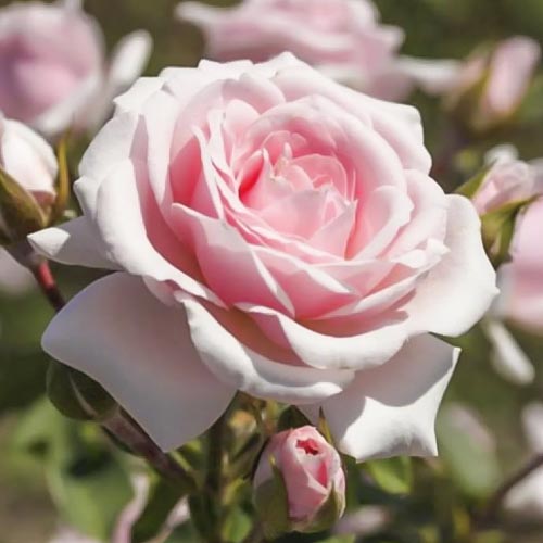 1 saz, Růže floribunda Diadem - : Monžstvo balíkov: 1 saz