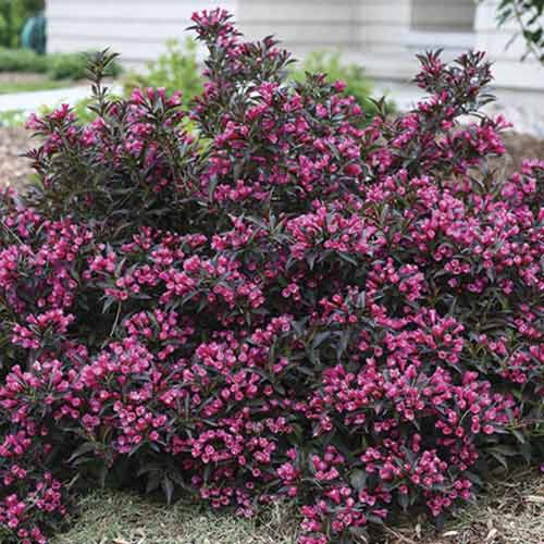 1 sadz, Weigela Alexandra PBR, С3 - Sadzonki: Ilość w opakowaniu: 1 sadz