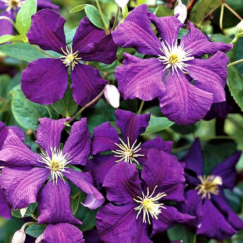 1 sadz, Clematis (Powojnik) Jackmanii - Sadzonki: Ilość w opakowaniu: 1 sadz