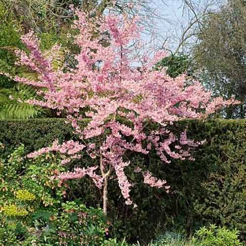 1 buc, Cireș japonez (Prunus) Oshidori - Răsaduri: Mod de ambalare: 1 buc
