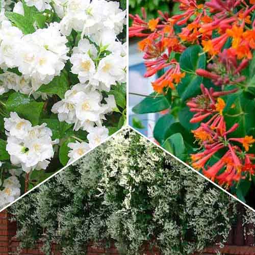 1 buc, Super ofertă! Plante ornamentale Grădina parfumată, set de 3 soiuri - : Mod de ambalare: 1 buc